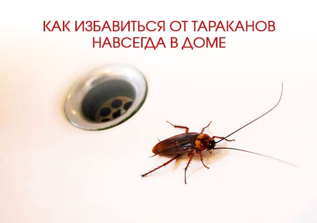 Как избавиться от тараканов в доме в Сходне